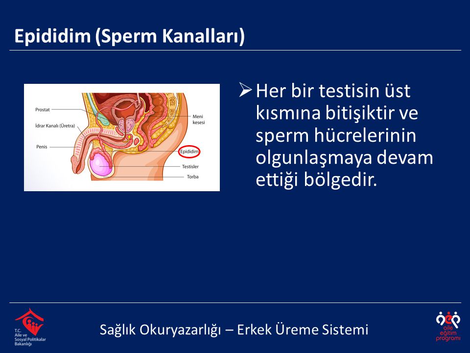 Epididim (Sperm Kanalları) Sağlık Okuryazarlığı – Erkek Üreme Sistemi  Her bir testisin üst kısmına bitişiktir ve sperm hücrelerinin olgunlaşmaya devam ettiği bölgedir.