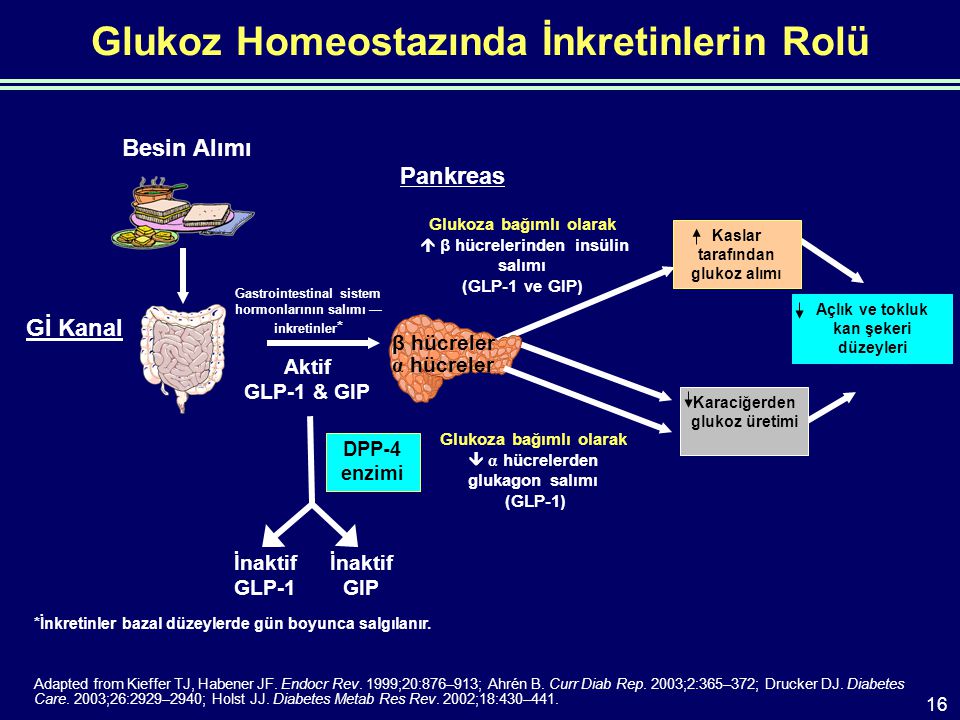 Glukoz Homeostazında İnkretinlerin Rolü Adapted from Kieffer TJ, Habener JF.