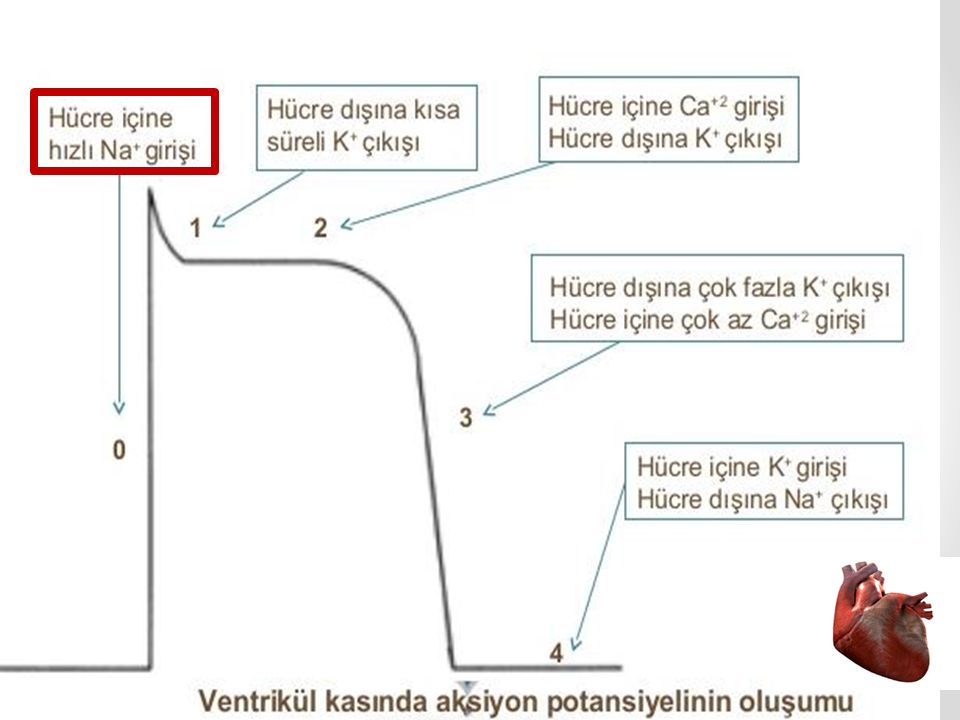 İNTRAOPERATİF KARDİYAK ARREST NEDENLERİ KORUNMA VE TEDAVİ YAKLAŞIMLARI