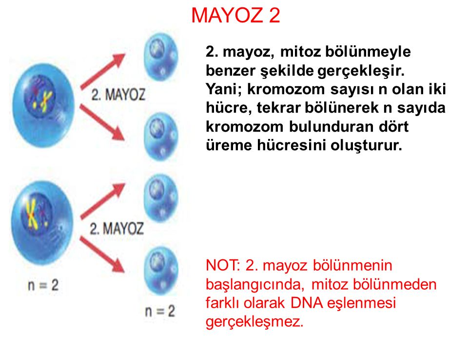 MAYOZ 2 2. mayoz, mitoz bölünmeyle benzer şekilde gerçekleşir.
