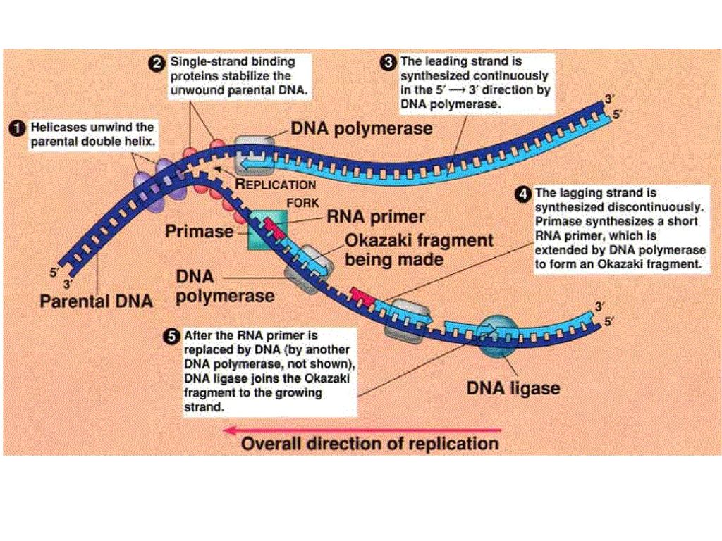 dna replication and biotechnology dna replication and biotechnology