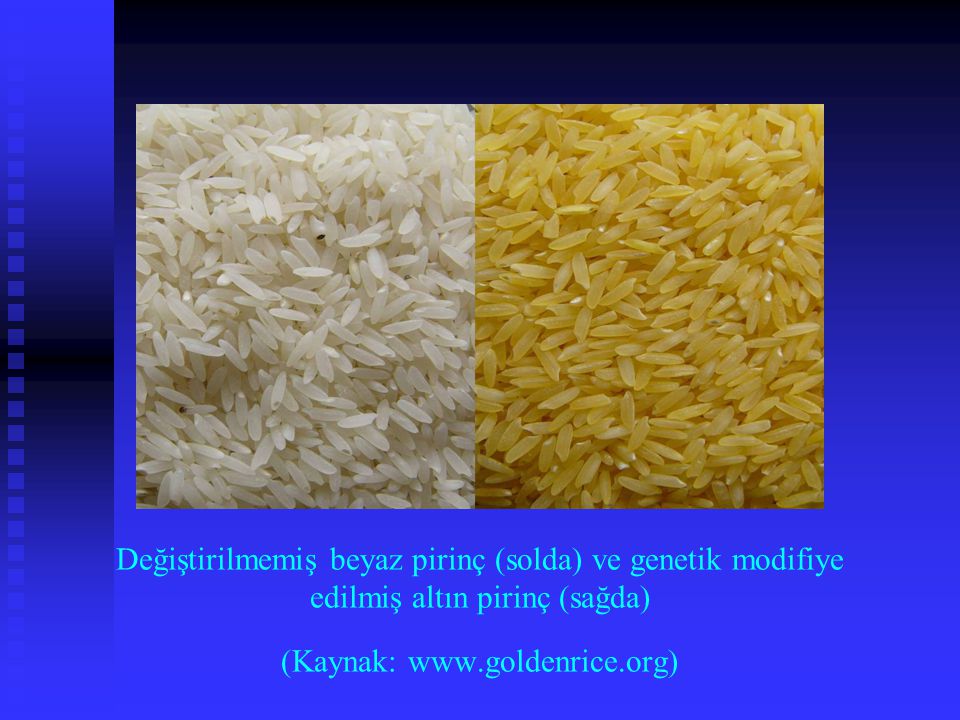 Değiştirilmemiş beyaz pirinç (solda) ve genetik modifiye edilmiş altın pirinç (sağda) (Kaynak: