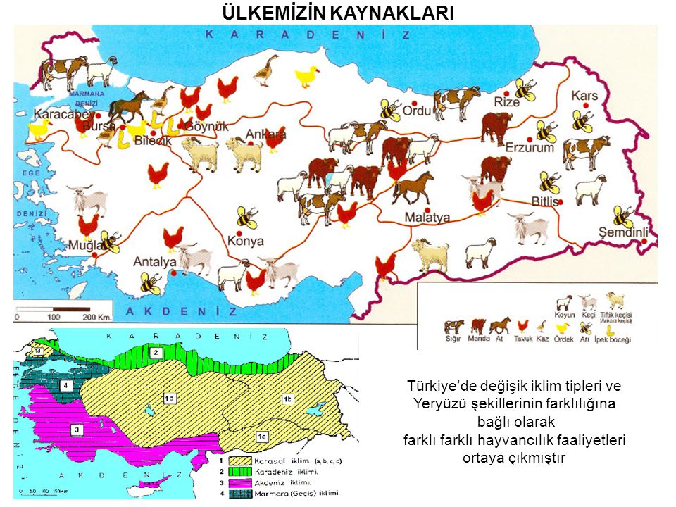 ÜLKEMİZİN KAYNAKLARI Türkiye’de değişik iklim tipleri ve Yeryüzü şekillerinin farklılığına bağlı olarak farklı farklı hayvancılık faaliyetleri ortaya çıkmıştır