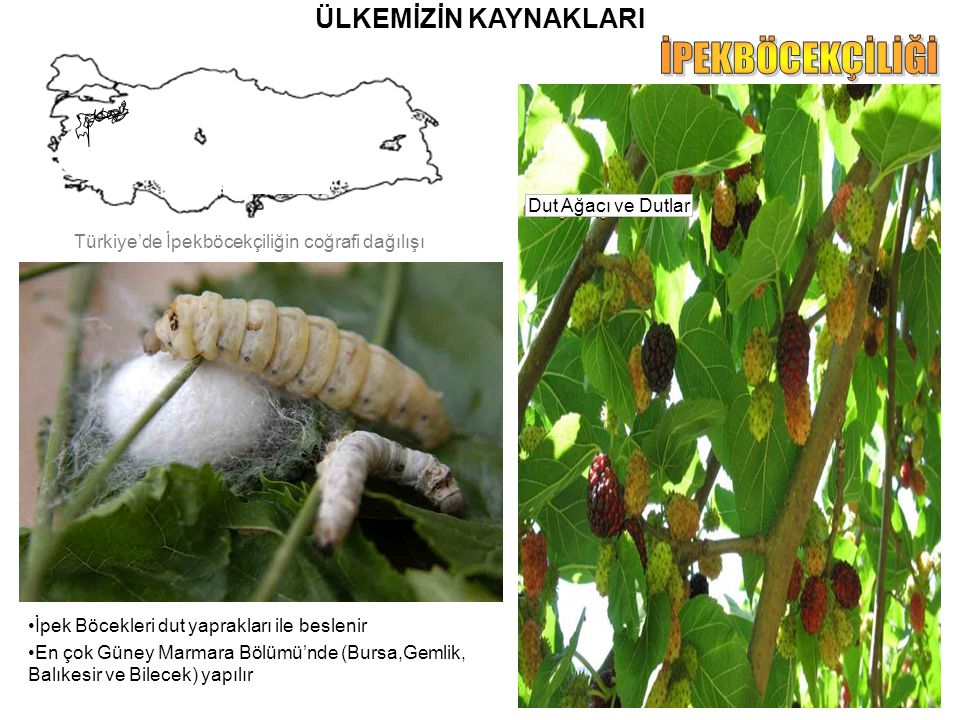 ÜLKEMİZİN KAYNAKLARI İpek Böcekleri dut yaprakları ile beslenir En çok Güney Marmara Bölümü’nde (Bursa,Gemlik, Balıkesir ve Bilecek) yapılır Dut Ağacı ve Dutlar Türkiye’de İpekböcekçiliğin coğrafi dağılışı