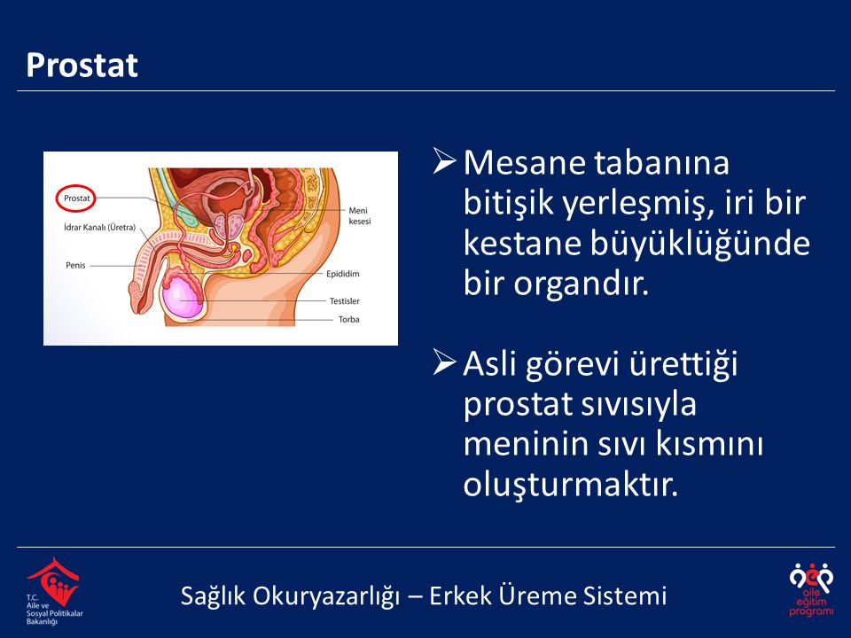 Prostat Sağlık Okuryazarlığı – Erkek Üreme Sistemi  Mesane tabanına bitişik yerleşmiş, iri bir kestane büyüklüğünde bir organdır.