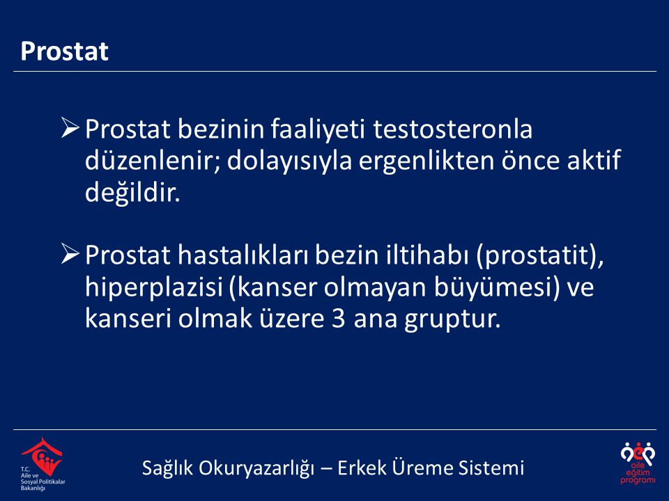 Prostat Sağlık Okuryazarlığı – Erkek Üreme Sistemi  Prostat bezinin faaliyeti testosteronla düzenlenir; dolayısıyla ergenlikten önce aktif değildir.