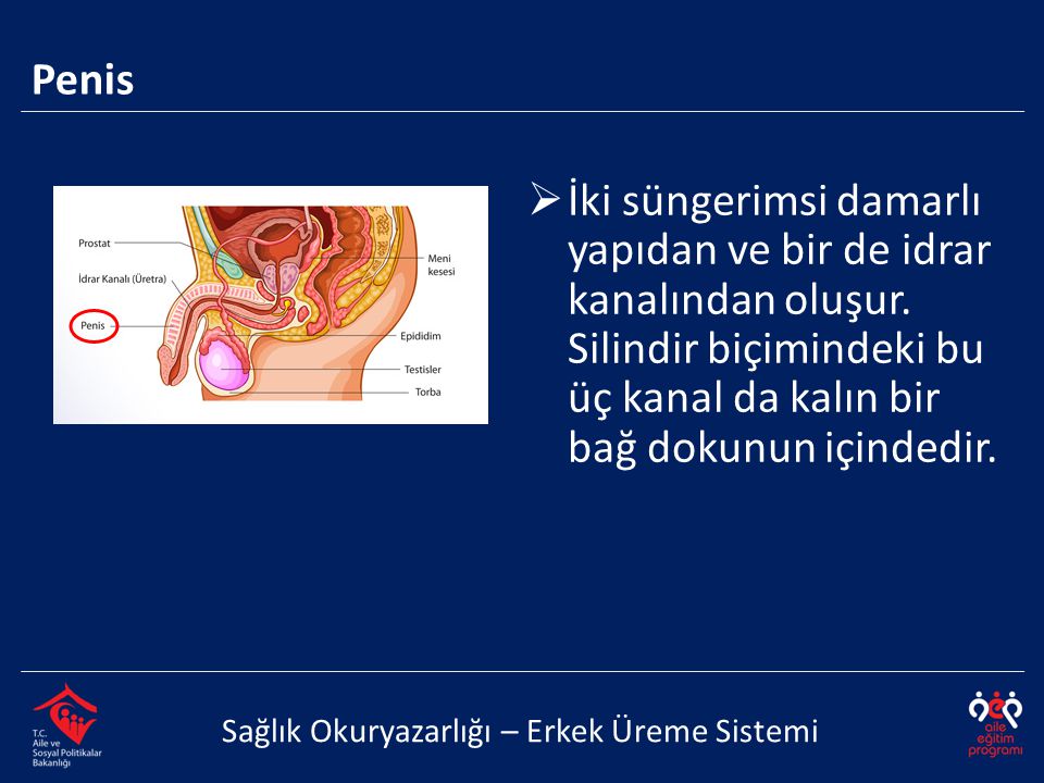 Penis Sağlık Okuryazarlığı – Erkek Üreme Sistemi  İki süngerimsi damarlı yapıdan ve bir de idrar kanalından oluşur.