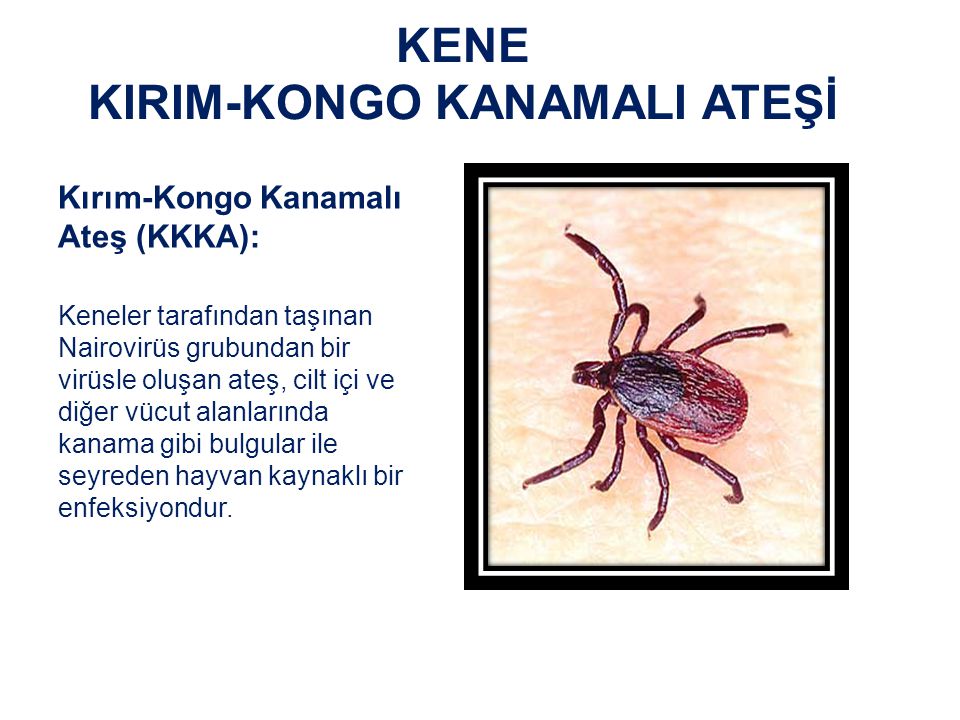 KENE KIRIM-KONGO KANAMALI ATEŞİ Kırım-Kongo Kanamalı Ateş (KKKA): Keneler tarafından taşınan Nairovirüs grubundan bir virüsle oluşan ateş, cilt içi ve diğer vücut alanlarında kanama gibi bulgular ile seyreden hayvan kaynaklı bir enfeksiyondur.