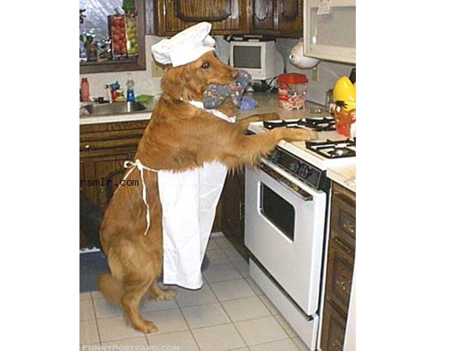 Принесите мясо тут голодные собаки название. Собака на кухне. Животные в фартуке. Кот фартук. Собака повар.
