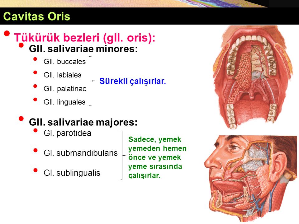 Укажите стенки cavitas oris