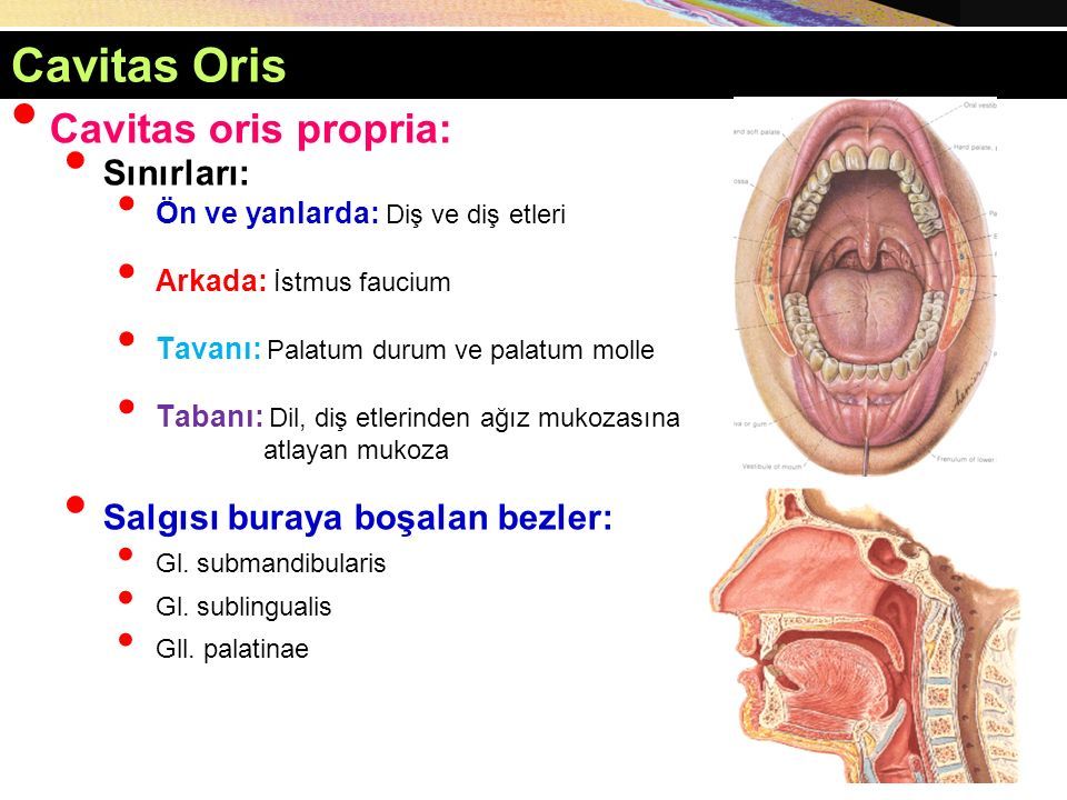 Systema Digestorum a Giri ve Cavitas Oris Prof. Dr. Y ksel AYDAR