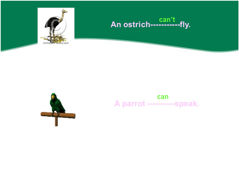 An ostrich fly. A parrot speak. can’t can