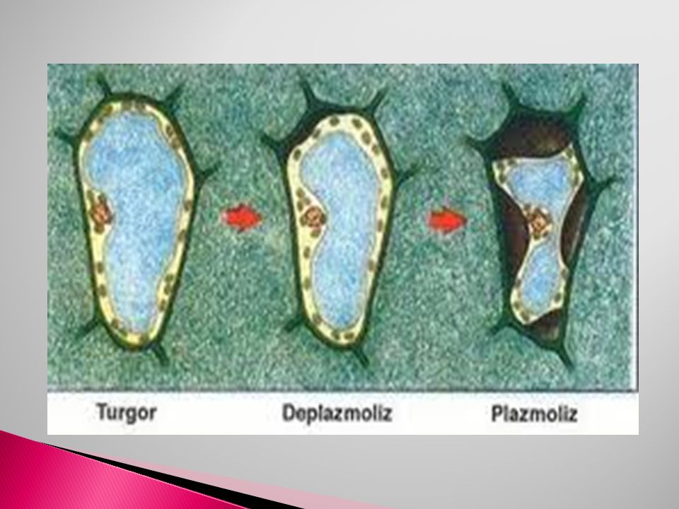Плазмолиз и деплазмолиз в клетках. Тургор плазмолиз деплазмолиз. Плазмолиз элодеи. Тургор и плазмолиз в клетках листа элодеи. Плазмолиз и деплазмолиз в клетках листа элодеи рисунок.