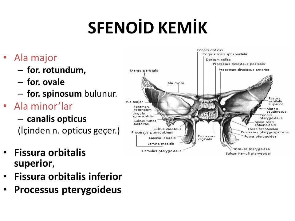 Alas перевод. Fissura orbitalis Superior клиновидная кость. Canalis Opticus анатомия. Fissura orbitalis inferior на клиновидной кости. Processus pterygoideus на черепе.