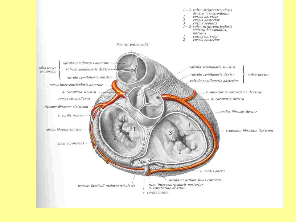 Cordis латынь. Truncus pulmonalis анатомия. Sulcus atrioventricularis. Valvula semilunaris Truncus pulmonalis.
