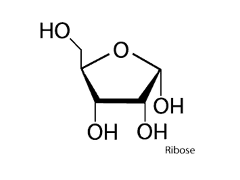 Рибоза купить. Ribose structure. Рибоза рисунок. Нейлон рибоза. Диоксид рибоза.
