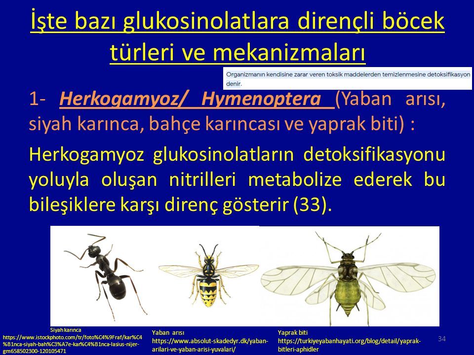 glukosinolatlar ve biyolojik etkileri - ppt indir