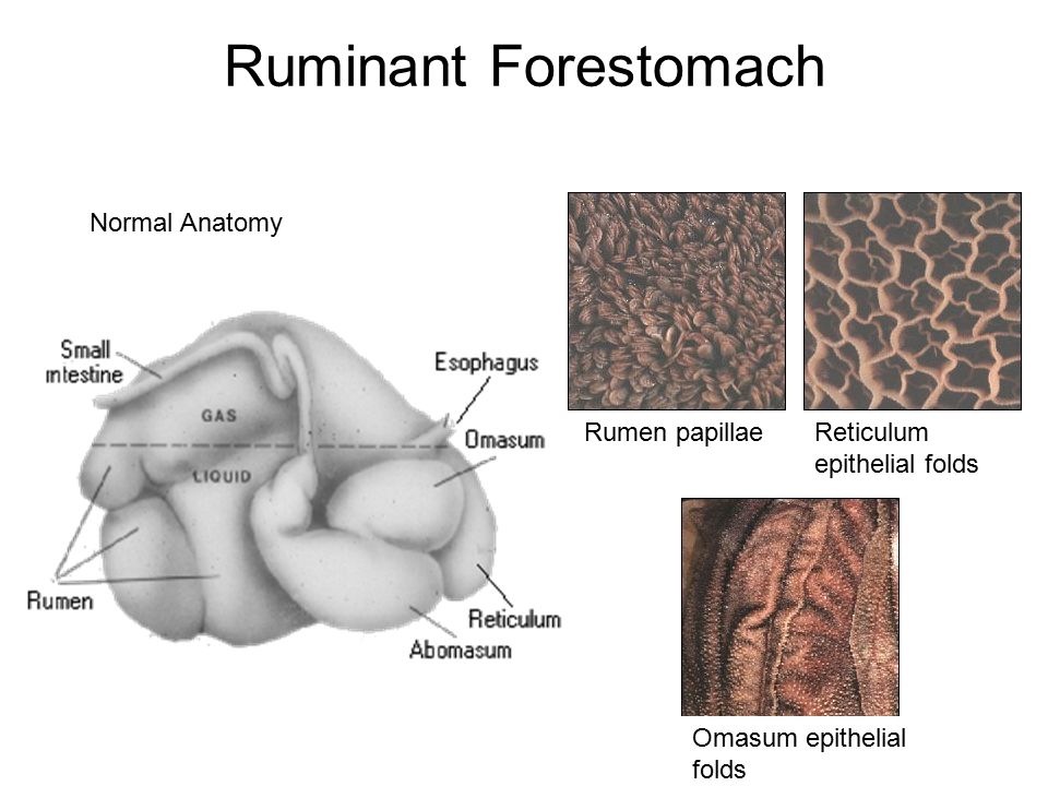 Normal anatomy. Rumen. Ruminant. What is Rumen.