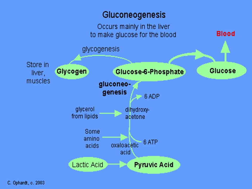 Ayuno cetosis gluconeogenesis
