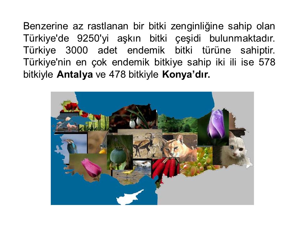 Benzerine az rastlanan bir bitki zenginliğine sahip olan Türkiye de 9250 yi aşkın bitki çeşidi bulunmaktadır.