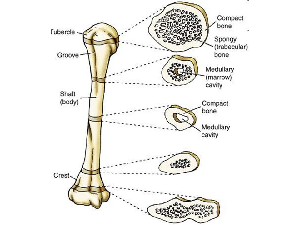 Кортекс кости. Compact Bone it is. Two Basic Types of Bone Tissue. Does structure femur contain spongy Bone Tissue. Hard bone