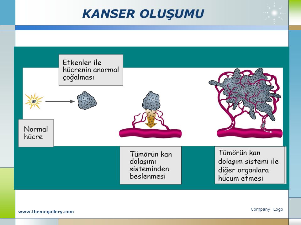 KANSER OLUŞUMU Company Logo