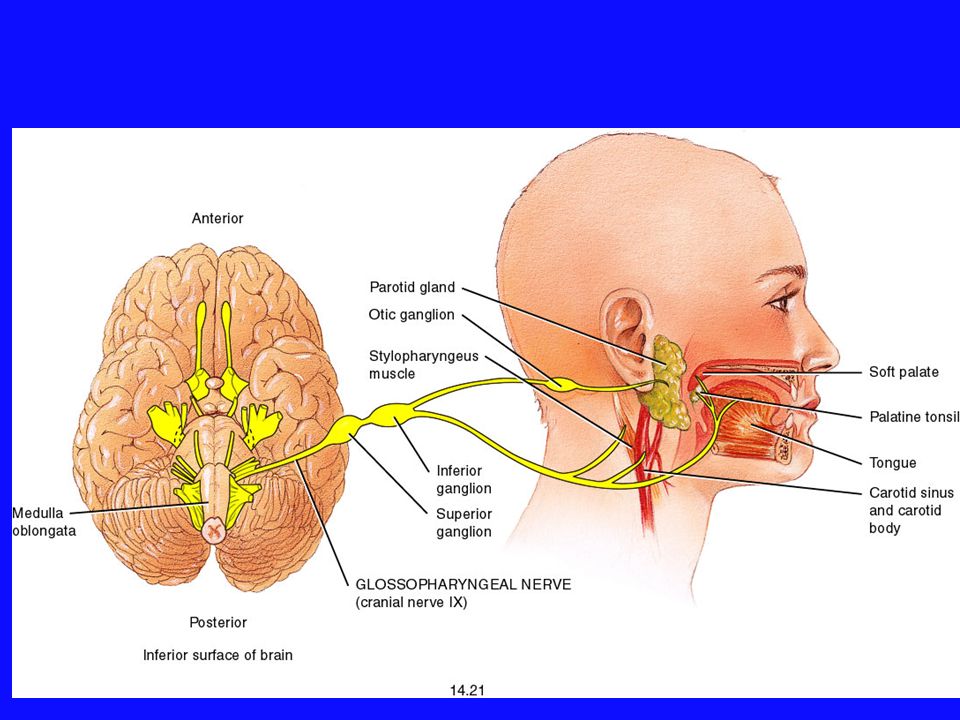9 черепной нерв. Иннервация языкоглоточного нерва схема. Схема языкоглоточного нерва анатомия. Зона иннервации языкоглоточного нерва. Чувствительные узлы языкоглоточного нерва.