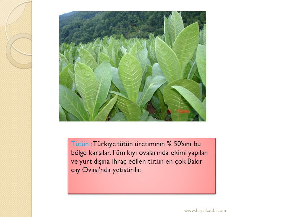 Tütün : Türkiye tütün üretiminin % 50’sini bu bölge karşılar.
