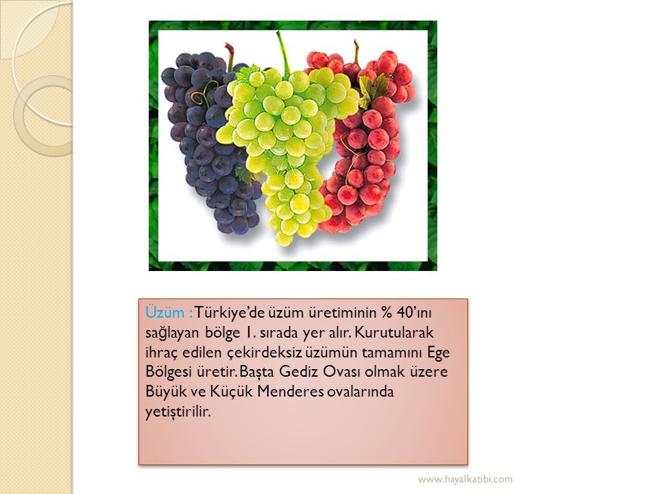 Üzüm : Türkiye’de üzüm üretiminin % 40’ını sa ğ layan bölge 1.