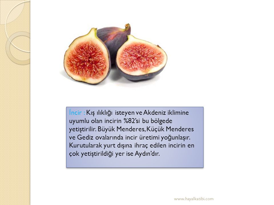 İ ncir : Kış ılıklı ğ ı isteyen ve Akdeniz iklimine uyumlu olan incirin %82’si bu bölgede yetiştirilir.