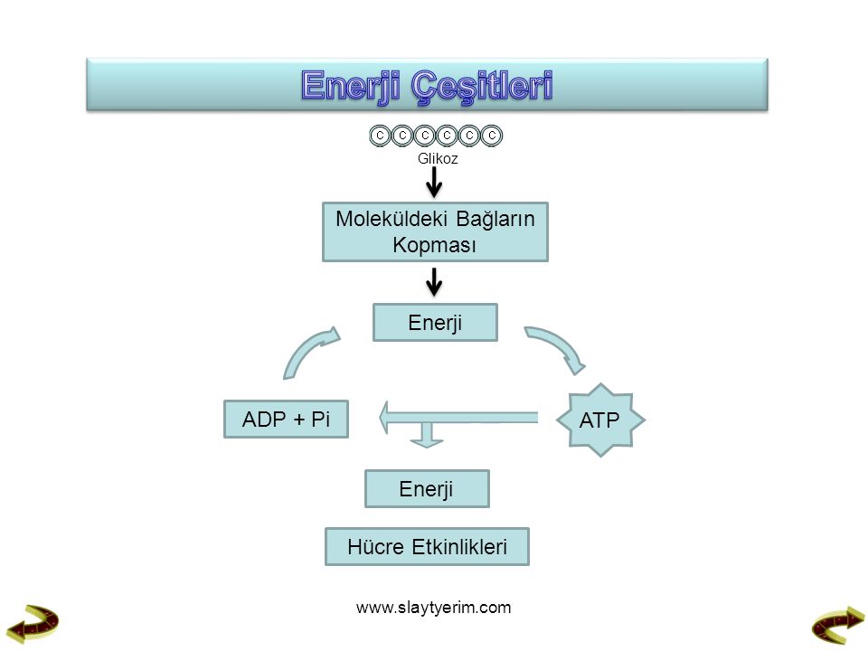 Glikoz Moleküldeki Bağların Kopması Enerji ATP ADP + Pi Enerji Hücre Etkinlikleri