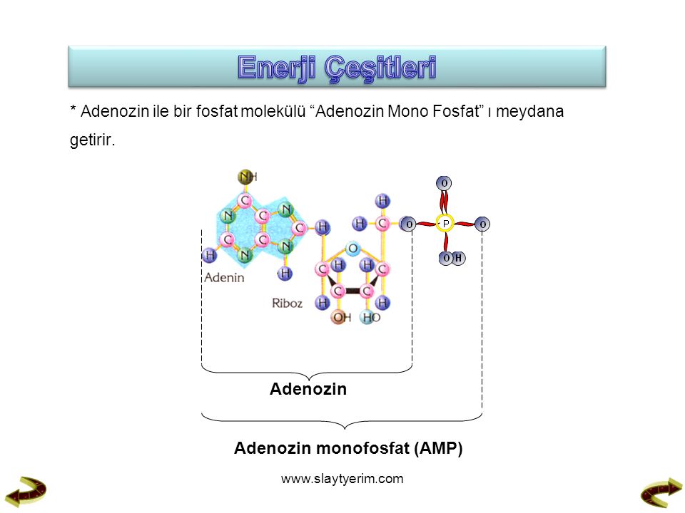 * Adenozin ile bir fosfat molekülü Adenozin Mono Fosfat ı meydana getirir.