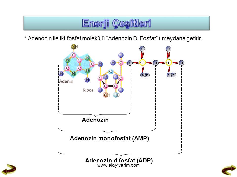 * Adenozin ile iki fosfat molekülü Adenozin Di Fosfat ı meydana getirir.