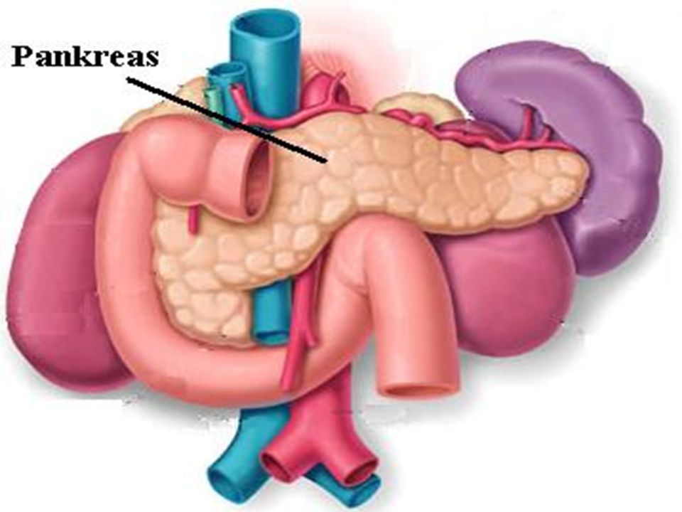 Поджелудочной железы свиньи. Поджелудочная железа анатомия. Adrenal Glands.