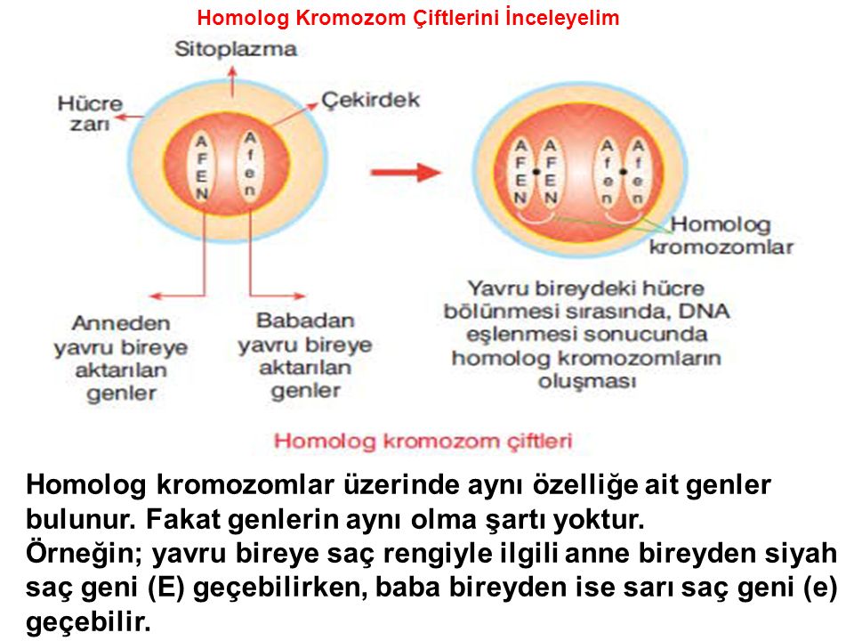 Homolog kromozomlar üzerinde aynı özelliğe ait genler bulunur.
