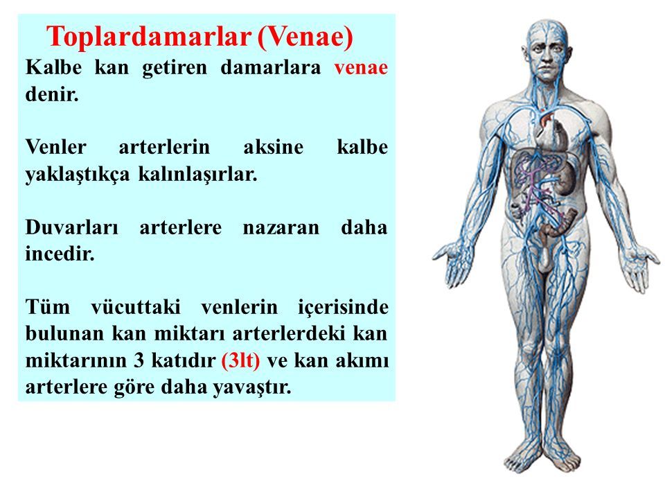 Venae перевод с латинского