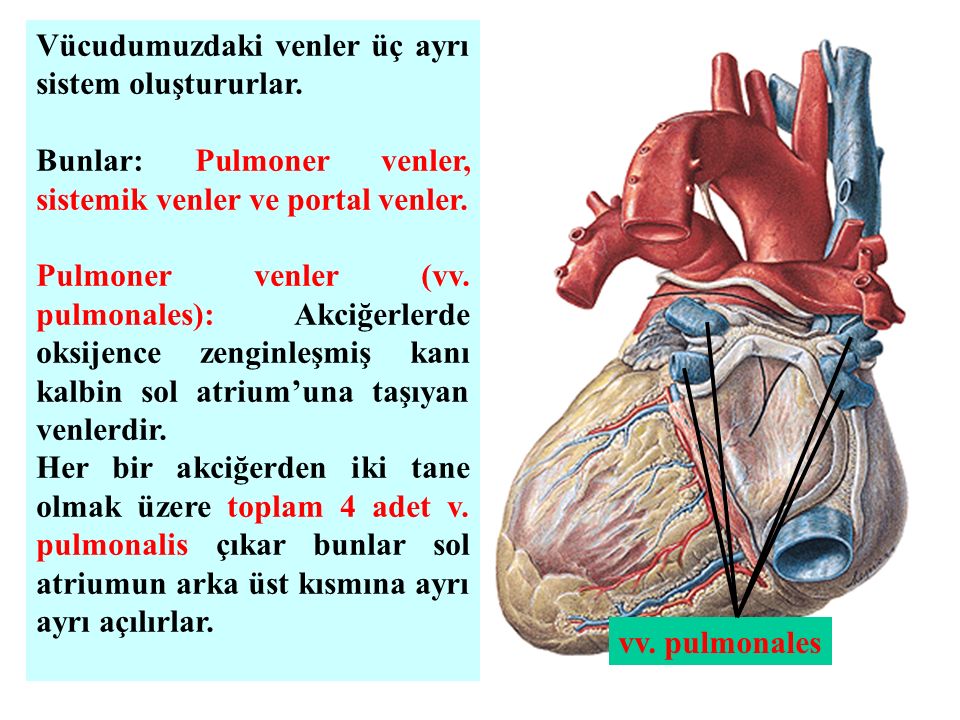 Venae перевод с латинского