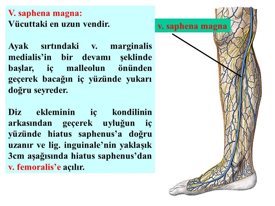 Vena saphena Magna Parva. Вена сафена Магна анатомия.