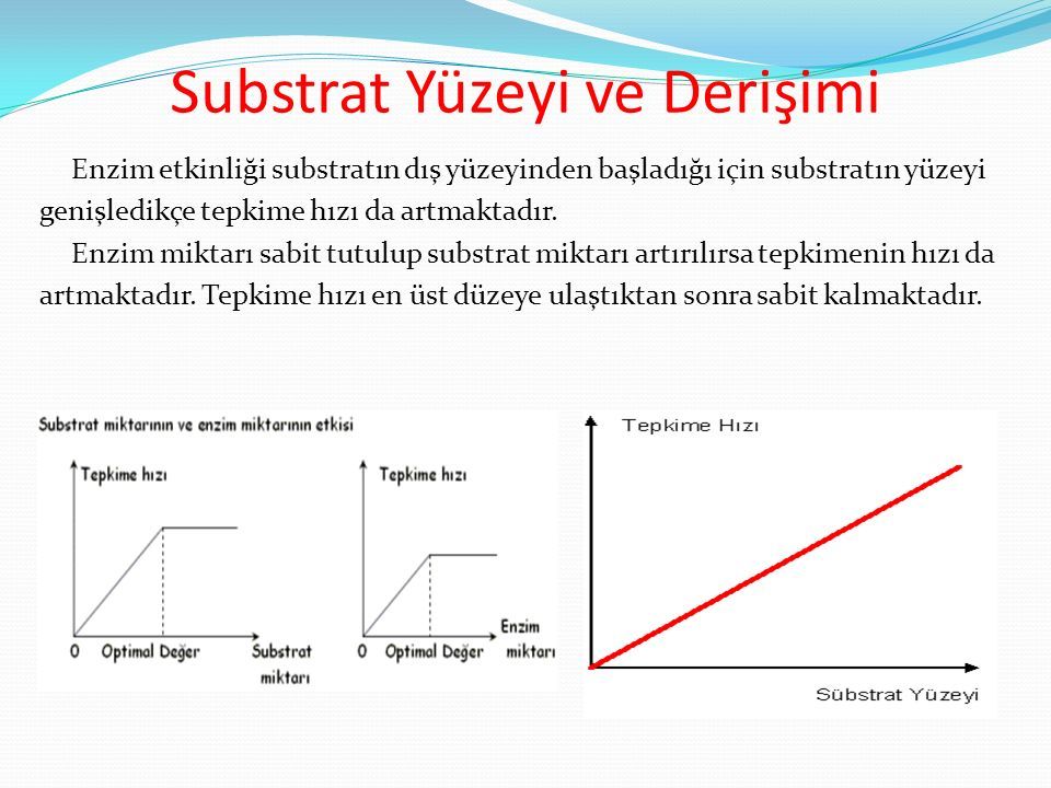 enzim substrat ilişkisi