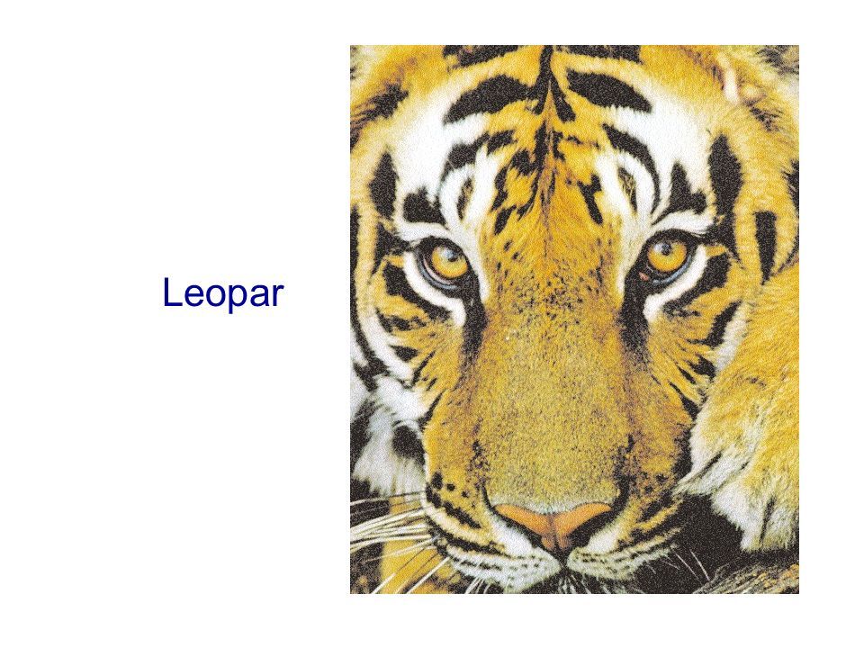 Leopar