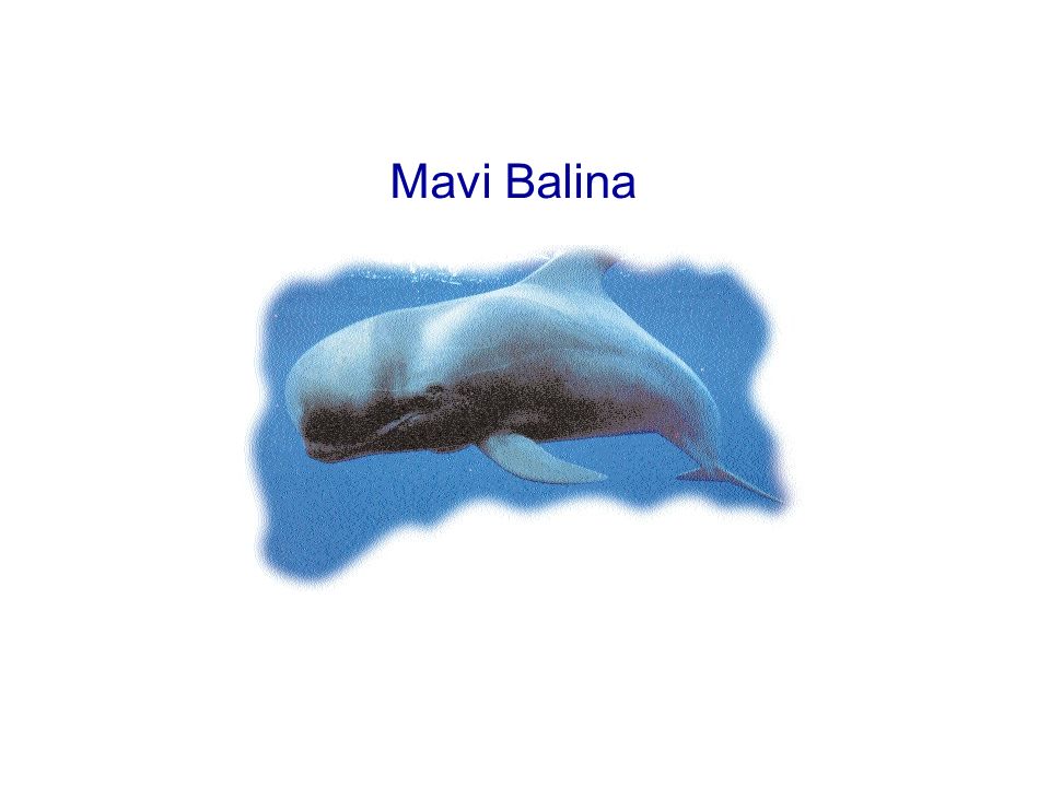 Mavi Balina