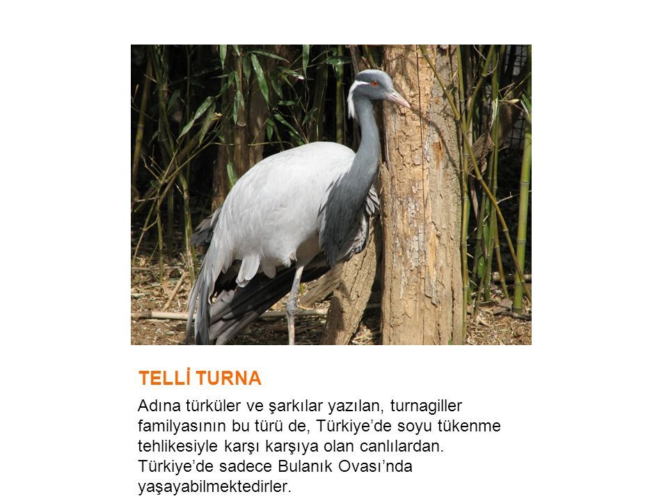 TELLİ TURNA Adına türküler ve şarkılar yazılan, turnagiller familyasının bu türü de, Türkiye’de soyu tükenme tehlikesiyle karşı karşıya olan canlılardan.
