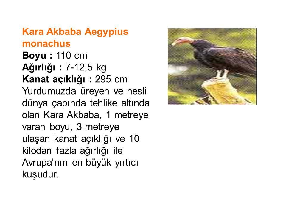 Kara Akbaba Aegypius monachus Boyu : 110 cm Ağırlığı : 7-12,5 kg Kanat açıklığı : 295 cm Yurdumuzda üreyen ve nesli dünya çapında tehlike altında olan Kara Akbaba, 1 metreye varan boyu, 3 metreye ulaşan kanat açıklığı ve 10 kilodan fazla ağırlığı ile Avrupa’nın en büyük yırtıcı kuşudur.