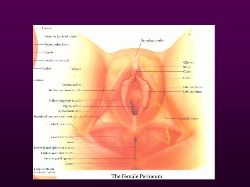 Deep Vaginal Erogenous Zones