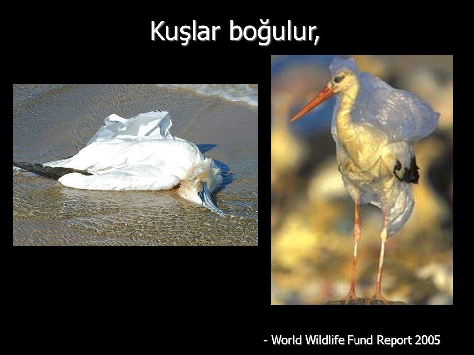 Kuşlar boğulur, - World Wildlife Fund Report 2005
