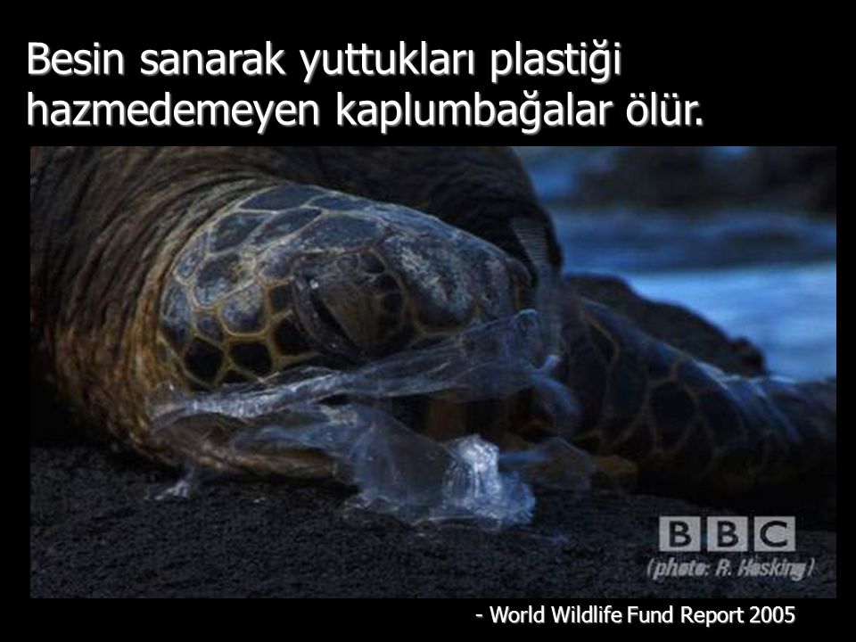 Besin sanarak yuttukları plastiği hazmedemeyen kaplumbağalar ölür.