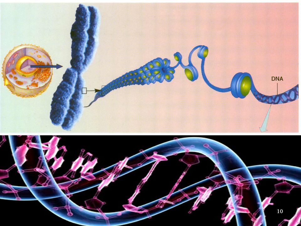 Два днк. Генетика асослари. Второе ДНК. «DNA owner» («хозяин ДНК»). Dna2279.